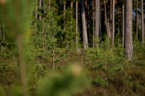 Druskininkai tampa Europos medžių miestu: ką šis vardas reiškia kurortui ir Lietuvai