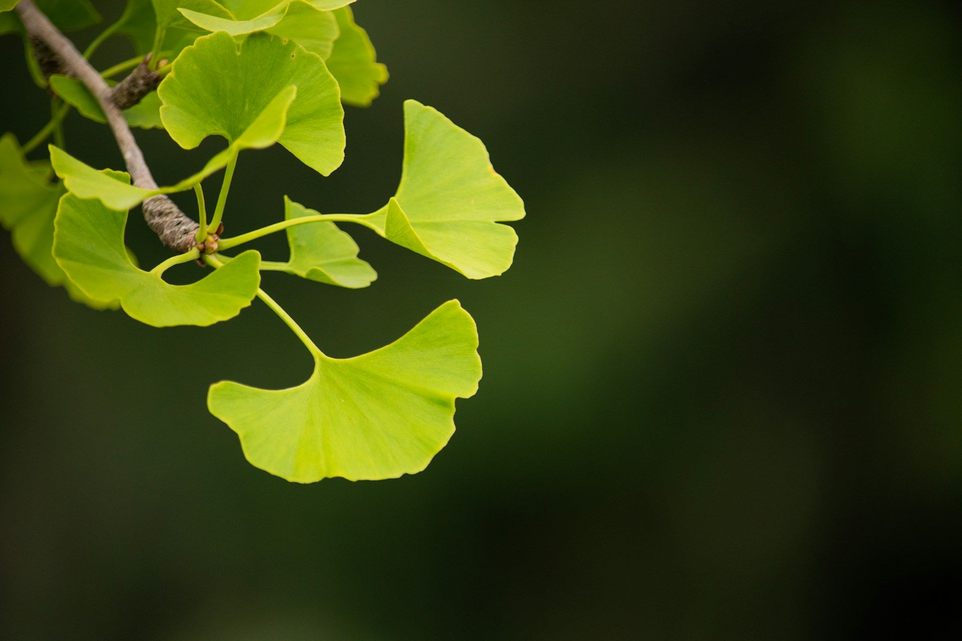Ginkgo biloba populiarumas auga: kuo šis augalas sudomino tiek daug žmonių?