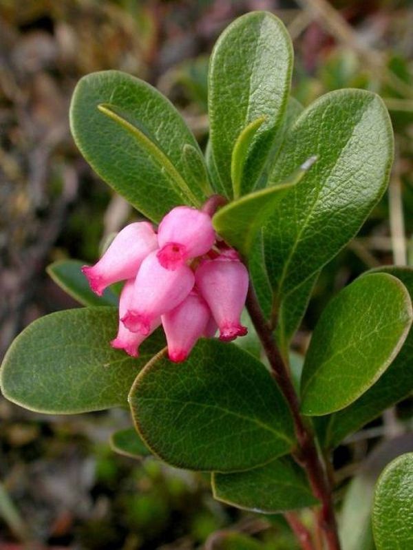 The bright pink bell shaped flowers of Kinnikinnick (Arctostaphylos uva-ursi)