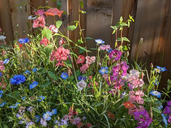 Blue, pink, and purple wildflowers in the sun.