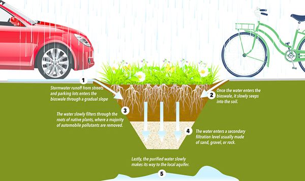 An illustration that shows how bioswales work. Rainwater hits the ground and flows into the bioswale. The water is soaked up by the soil and roots of plants in the bioswale. 