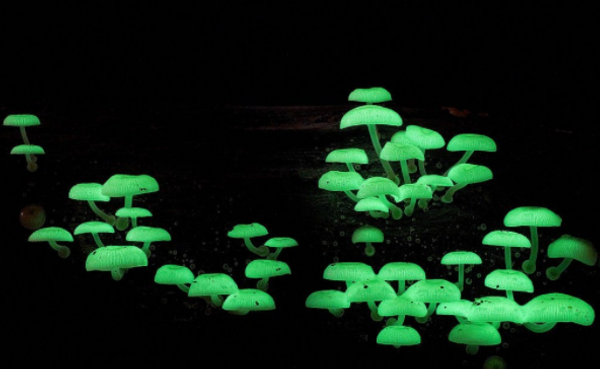Many mushrooms glowing a soft green in the dark.