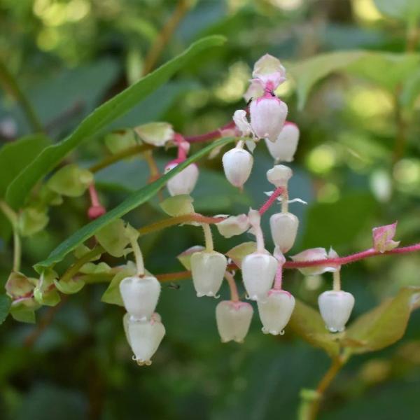 The white bell shaped flower of Salal (Gaultheria shallon)