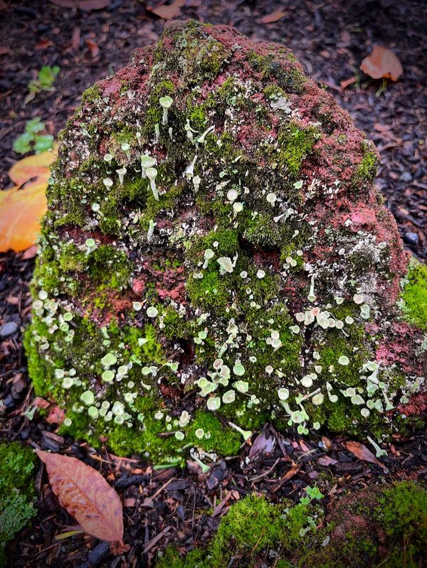 A red lava rock sitting on dark soil surrounded by moss. Bright green moss and yellow green Cladonia grow all over the rock.