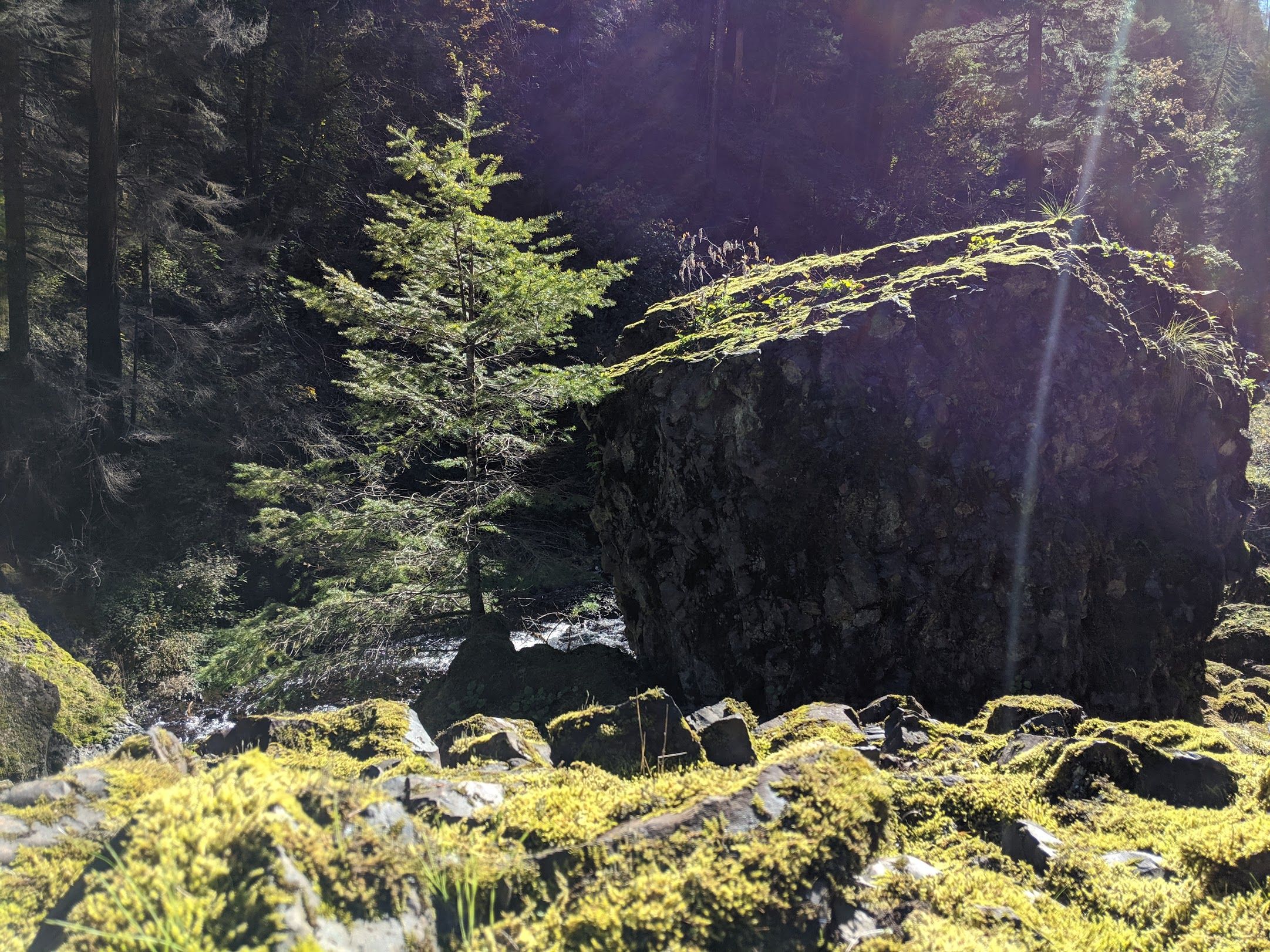 The sun shines brightly on moss covered stones on a cliffside above a river. At the edge of the cliff there's a small pine tree next to a huge moss covered boulder.