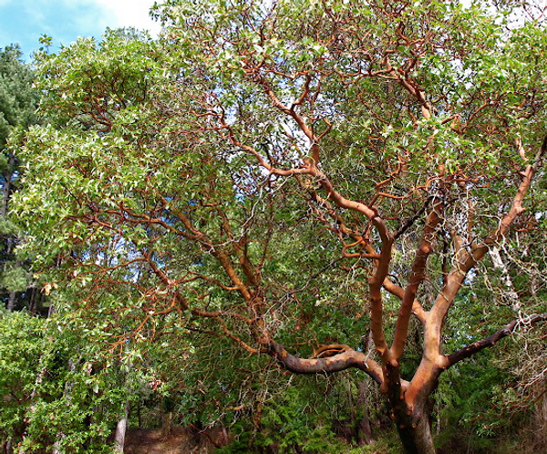 An Arbutus menziesii (Pacific Madrone). Photo courtesy of Xera Plants.