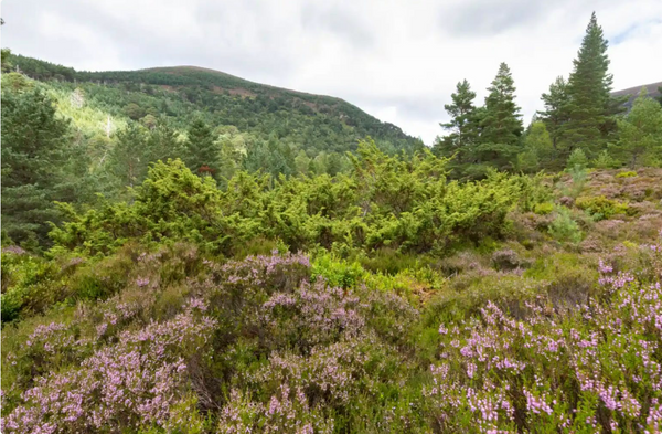 Light purple heather blooms against light green low bushes. In the background a small hill covered with deep green evergreen trees stretches out under the afternoon sun.