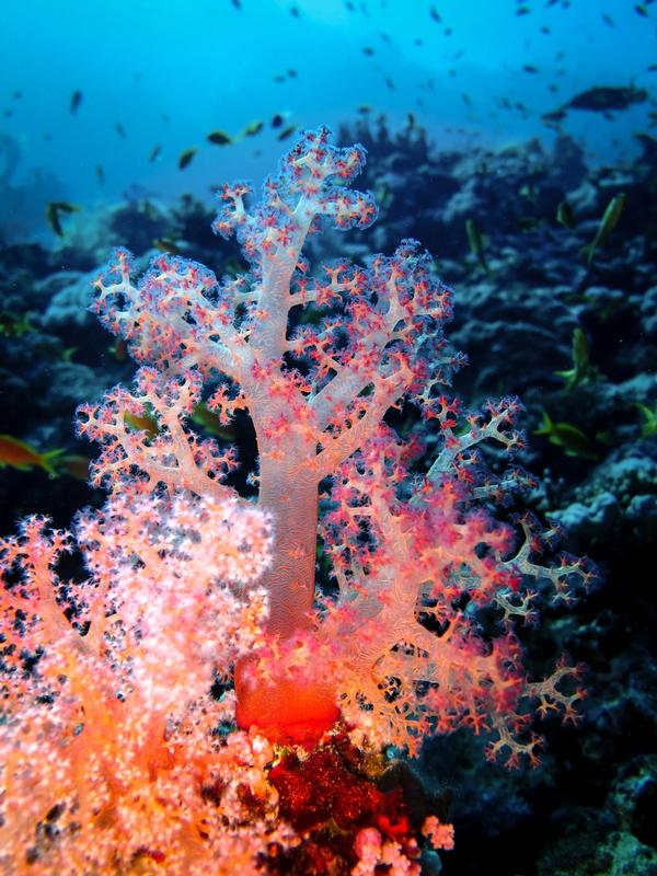 A pink and orang plant within a coral reef
