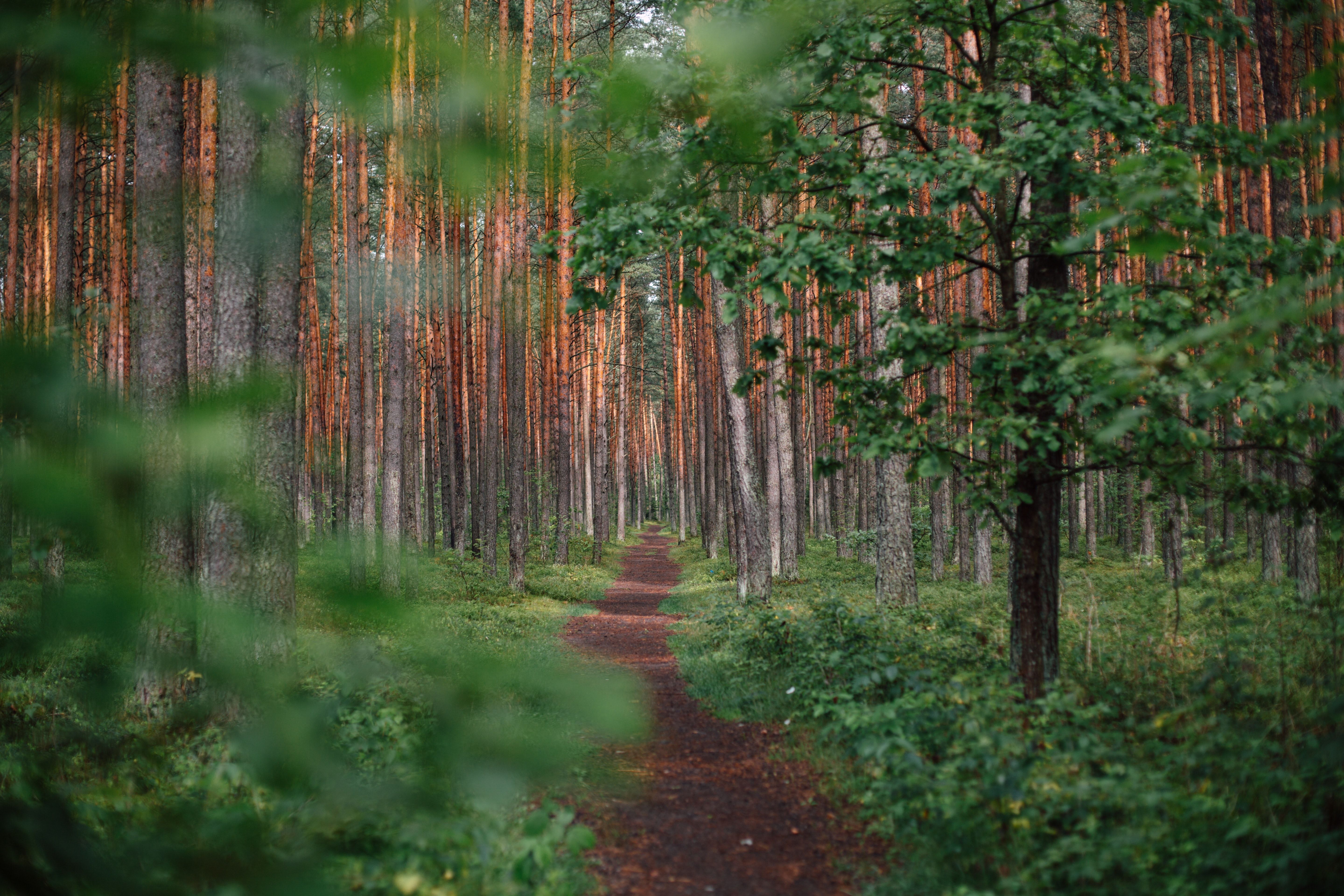 Trail that disappears into the woods