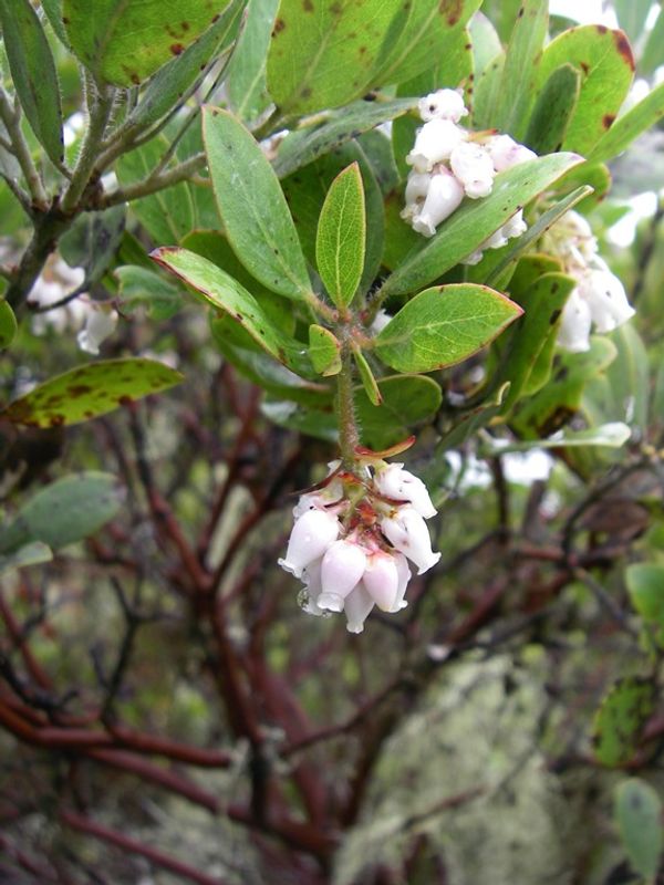 Cluster of very, very light pink bell shaped flowers on Hairy Manzanita (Arctostaphylos columbiana)