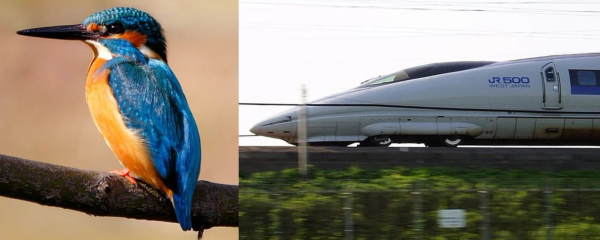 A profile view of a Kingfisher next to a photo of the front of the Shinkansen. The front Shinkansen has the same shape as the Kingfisher's beak. 