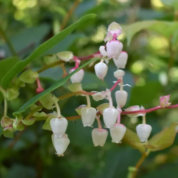 The white, hanging urn-shaped flowers of salal (Gaultheria shallon).