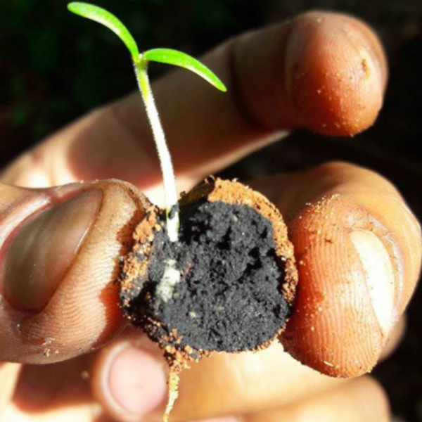 This charcoal covered seed is sprouting and has big plans on becoming a tree!