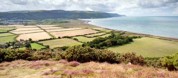 A view of the sea under grey skies. Next to the sea is a patchwork of fields in gold and green, separated by trees. In the foreground pink heather blooms among the golden grass.