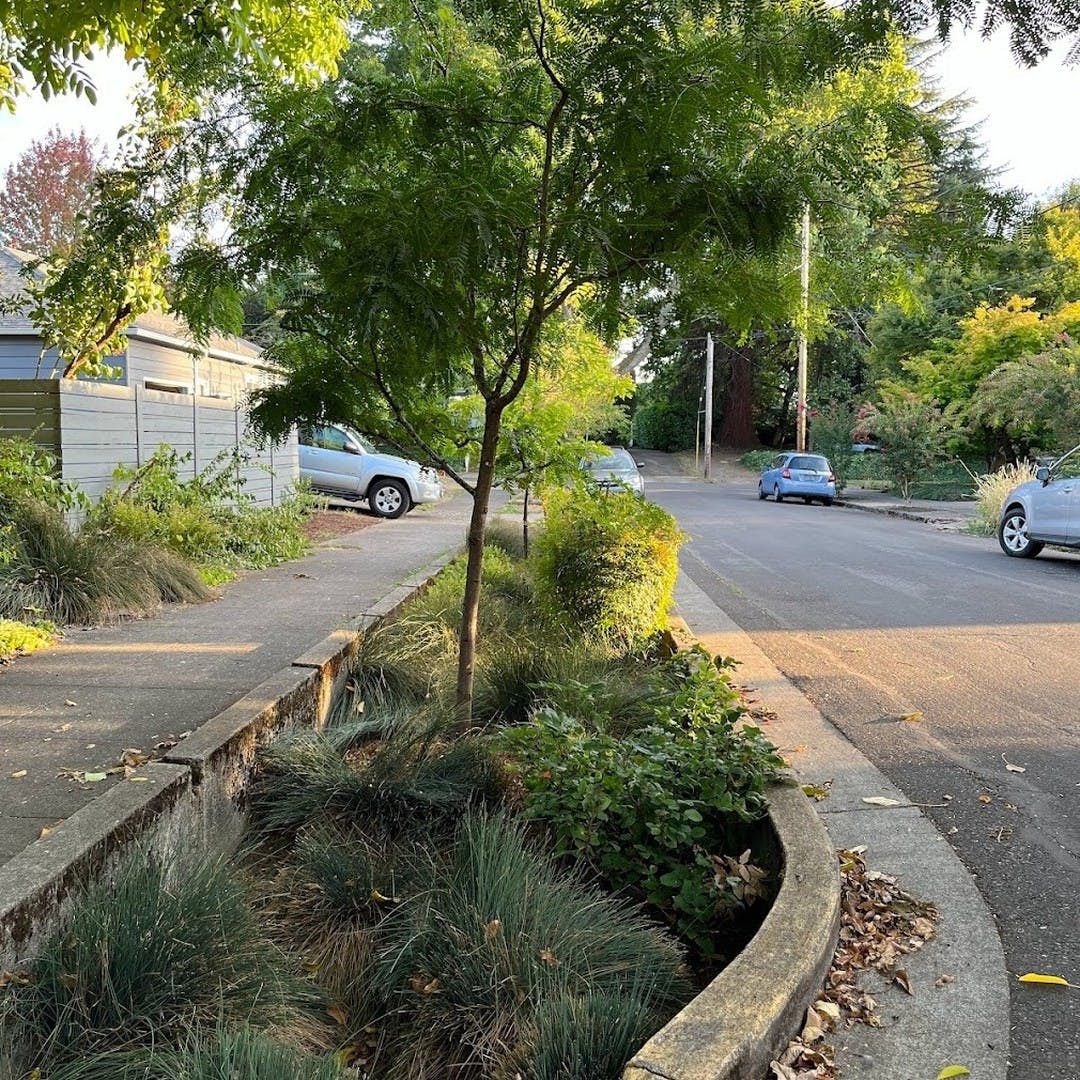 A bioswale in SE Portland filled with blue-green sedges, two small trees, and small bushes.