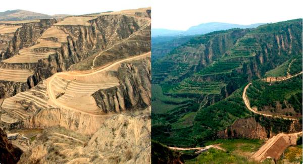 Before and after view of the Loess Plateau. The before picture shows a barren hill with dirt and no plant life. The after photo on the right shows a bright green hill covered in plants