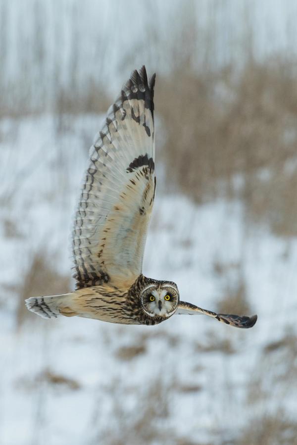 An owl stares at the camera in mid flight over a snowy field.