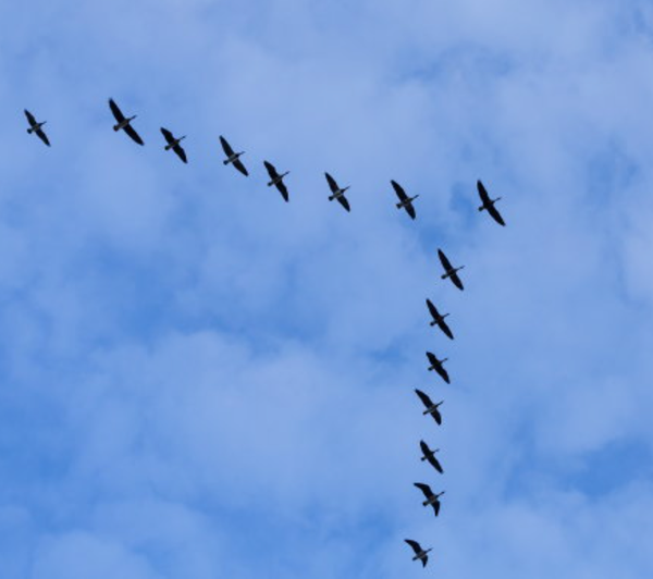 Photo of geese flying in a V formation.