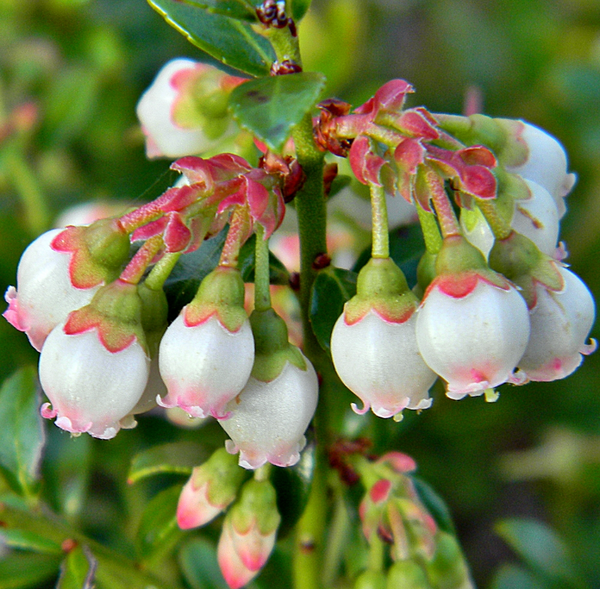 A cluster of white blueberry flowers with light pink tips.