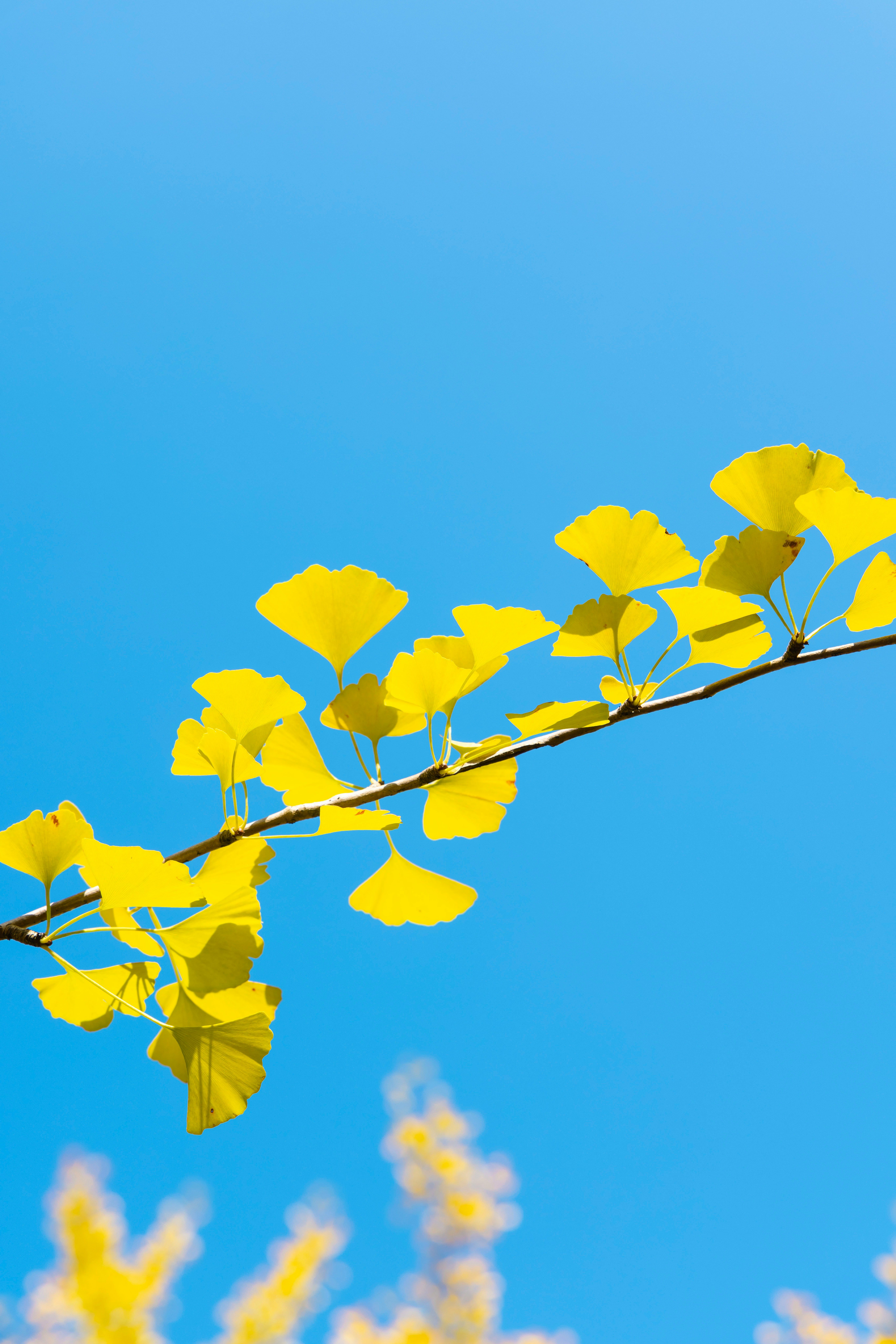 The dark branch of a ginko biloba tree against a clear blue sky. The leaves are yellow and almost look like they're glowing.