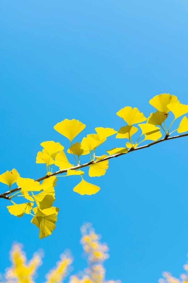 The dark branch of a ginko biloba tree against a clear blue sky. The leaves are yellow and almost look like they're glowing.