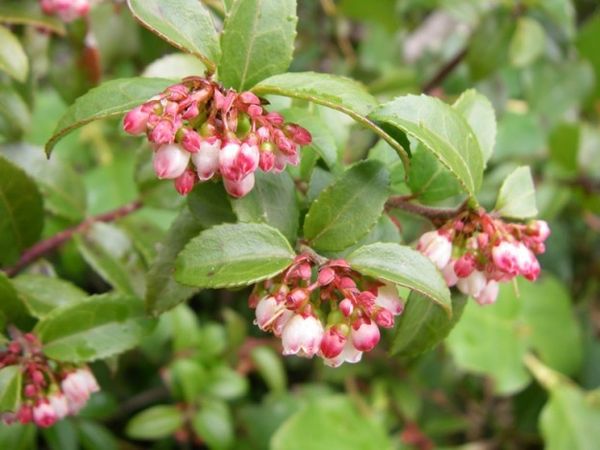 The pink and white belled flower of an Evergreen Huckleberry (Vaccinium Ovatum) 