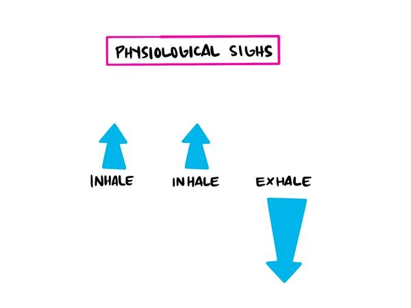 Image that has header text labeled "Physiological Sighs". There are two arrows pointing up that say inhale, and an arrow pointing down that says exhale.