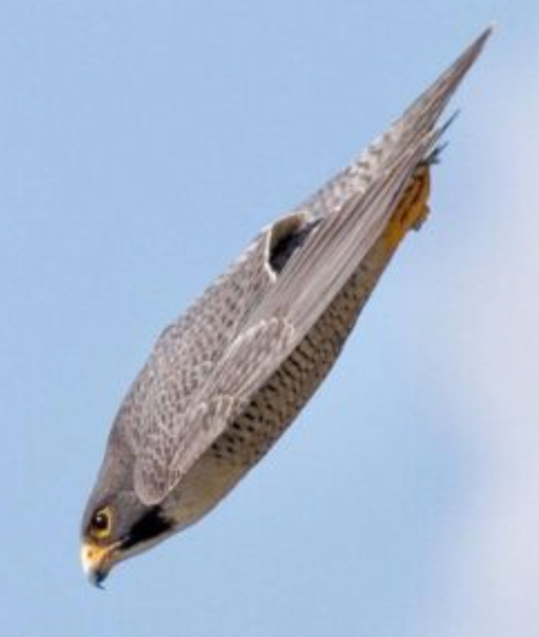 A Peregrine Falcon in a scoop. The profile of the B-21 Raider has the same profile shape of the Peregrine Falcon as it pulls it's wings in for a dive.