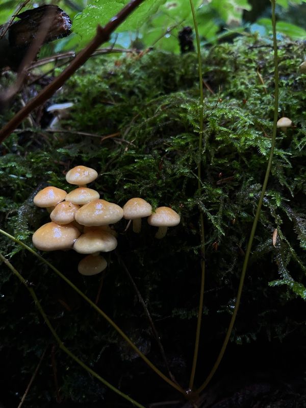 Small white and beige mushrooms are shiny with raindrops. They sit on a mossy log against a dark forest backdrop.