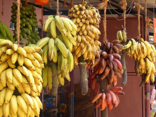Yellow, green, and red bananas hang from ropes in a dark red market stall.