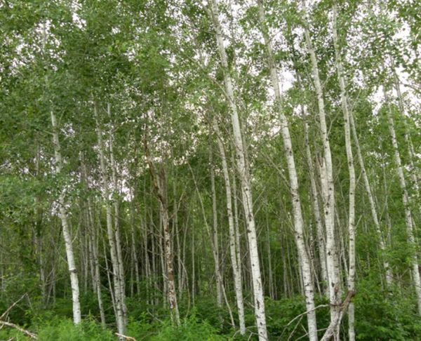 A grove of poplar trees in Ontario, Canada