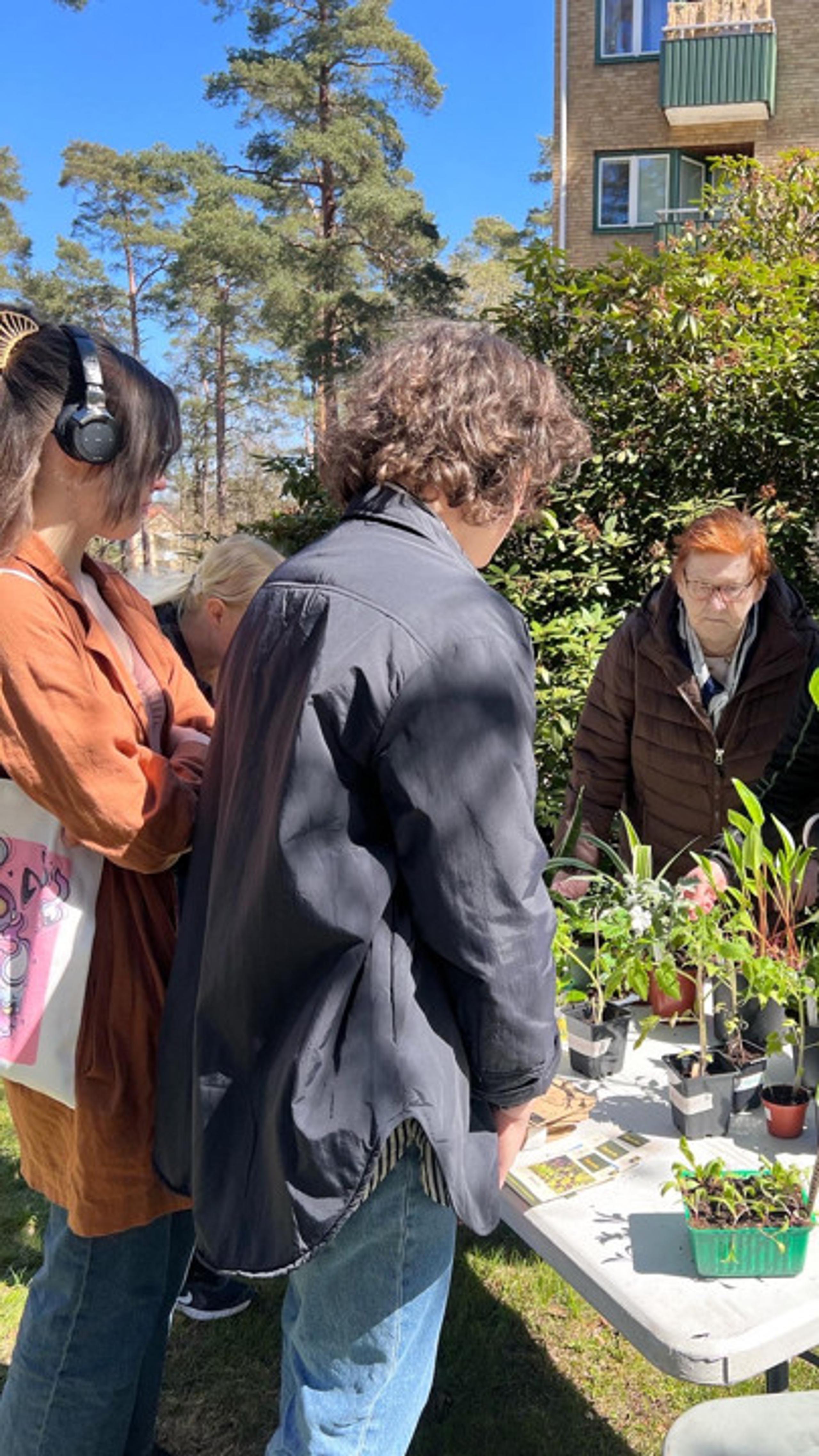 Plant swap day in Tullen