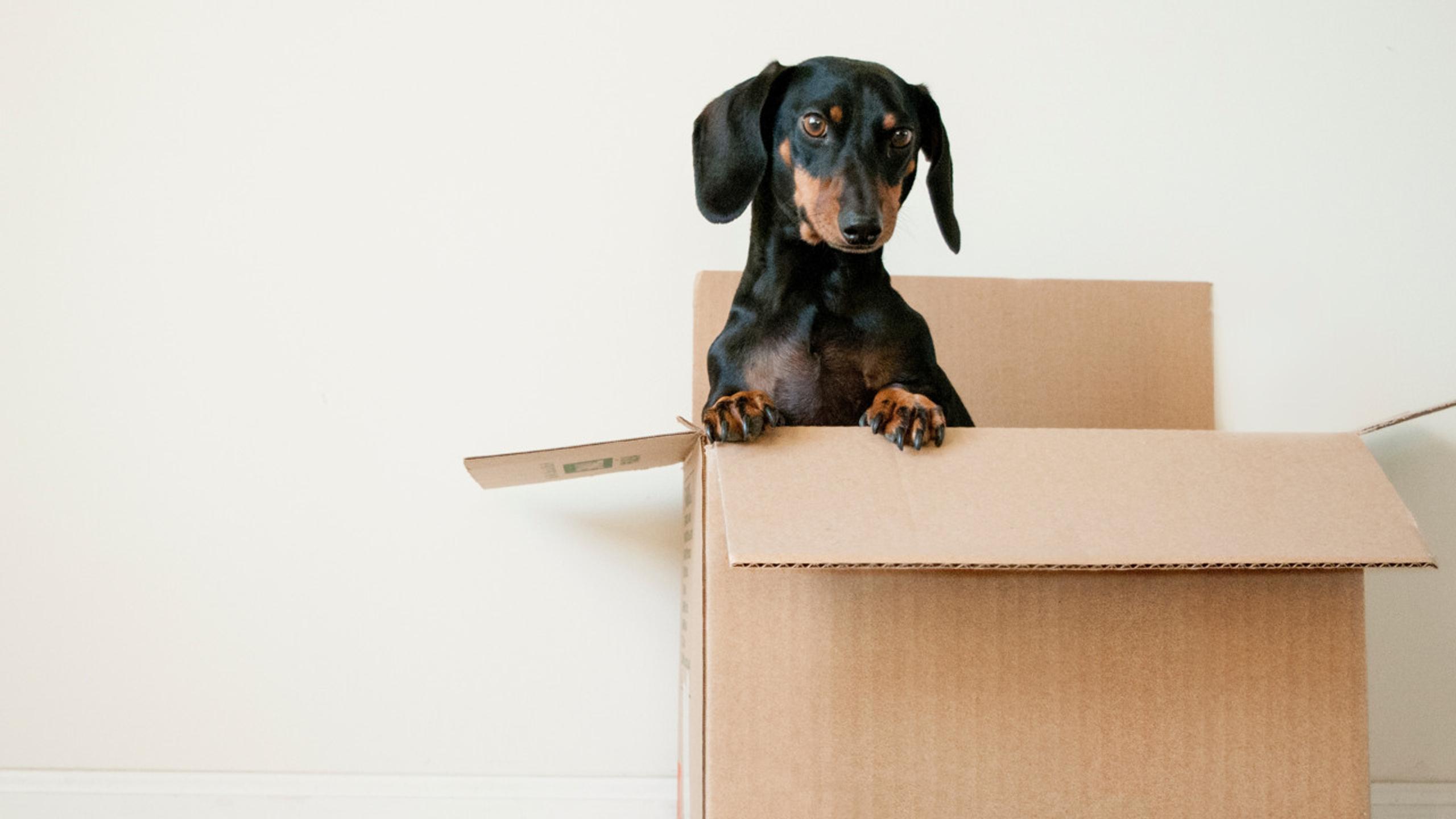 A dachshund in a moving box indoors