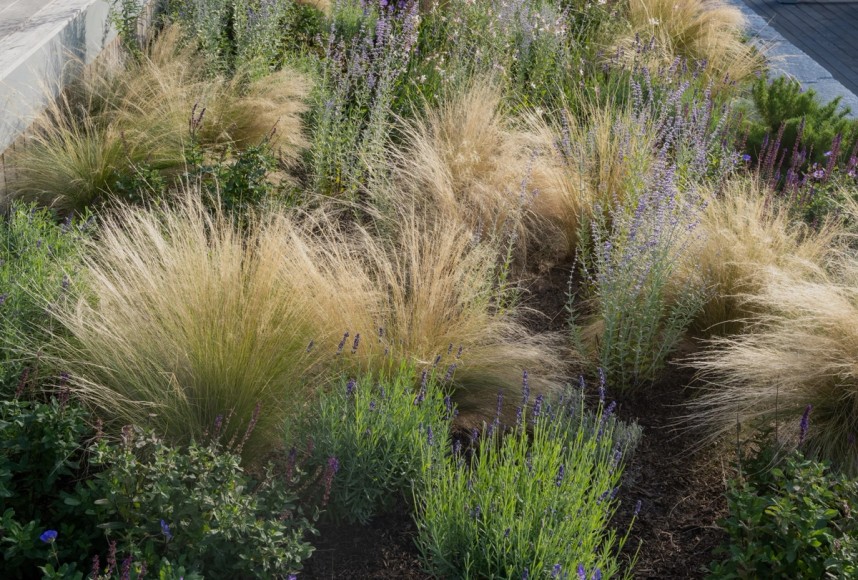 Miroslava-Land-and-Design-Nantucket-Landscape-Architecture-Our-Process-Lush-Garden-Landscape