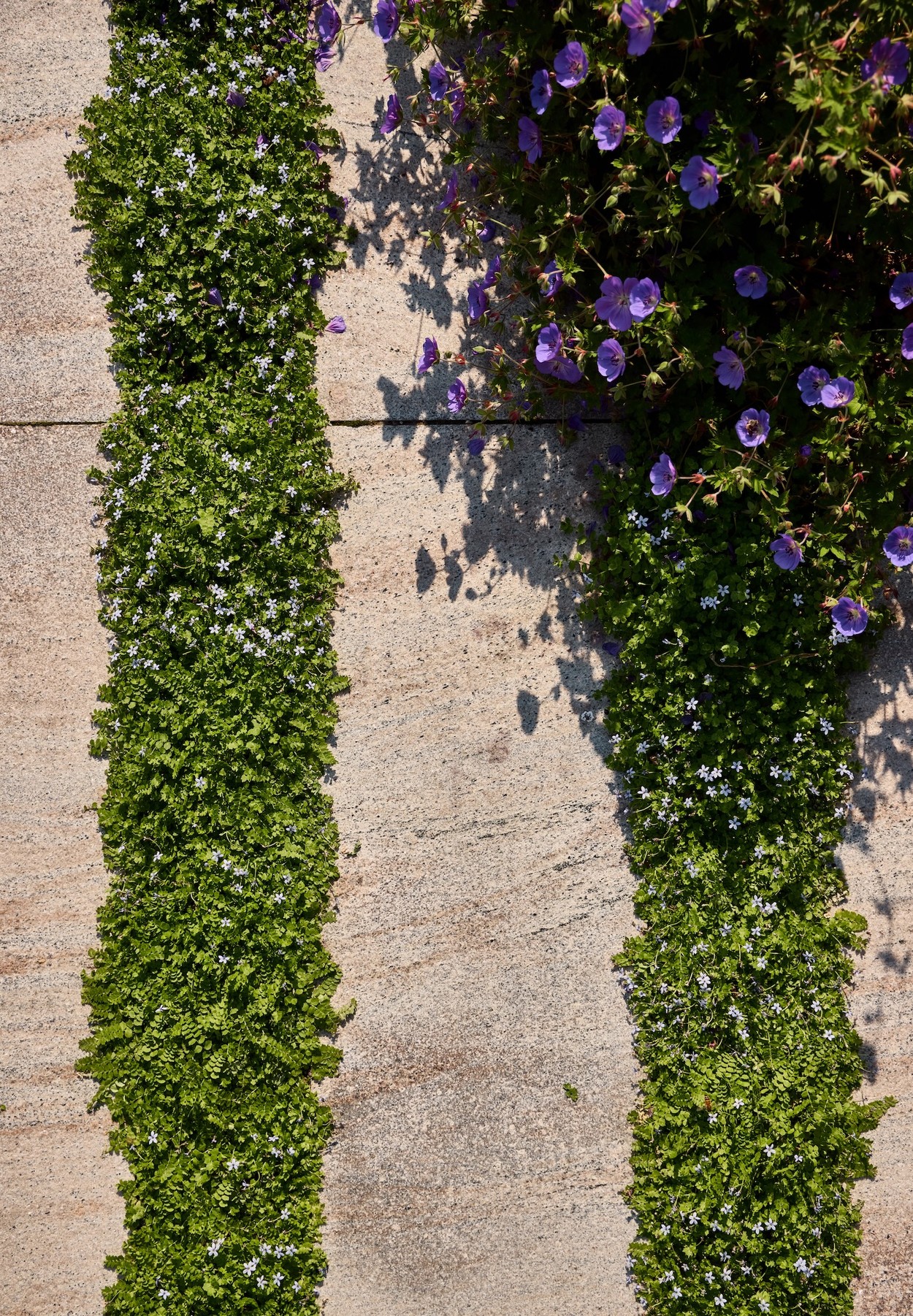 Miroslava-Land-and-Design-Nantucket-Landscape-Architecture-Courtyard-House-Vertical-Garden-Wall-Flowers