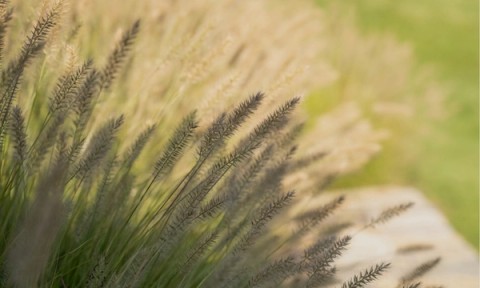 Miroslava-Land-and-Design-Nantucket-Landscape-Architecture-Our-Process-Sunlit-Grassland-Scene
