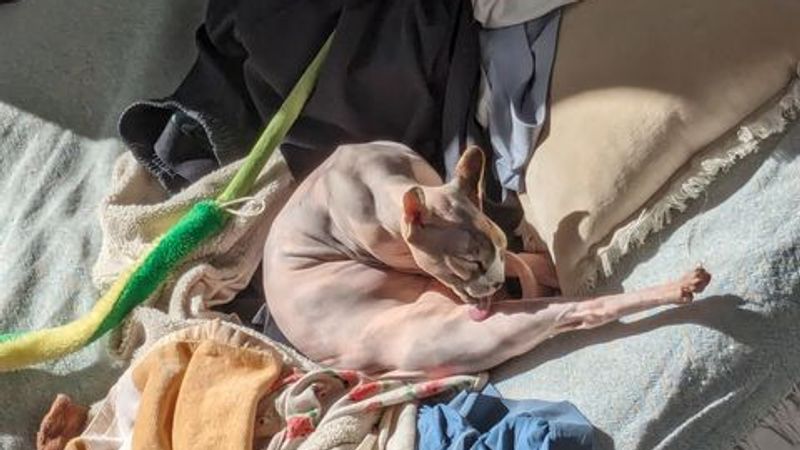 Main image for 我的猫