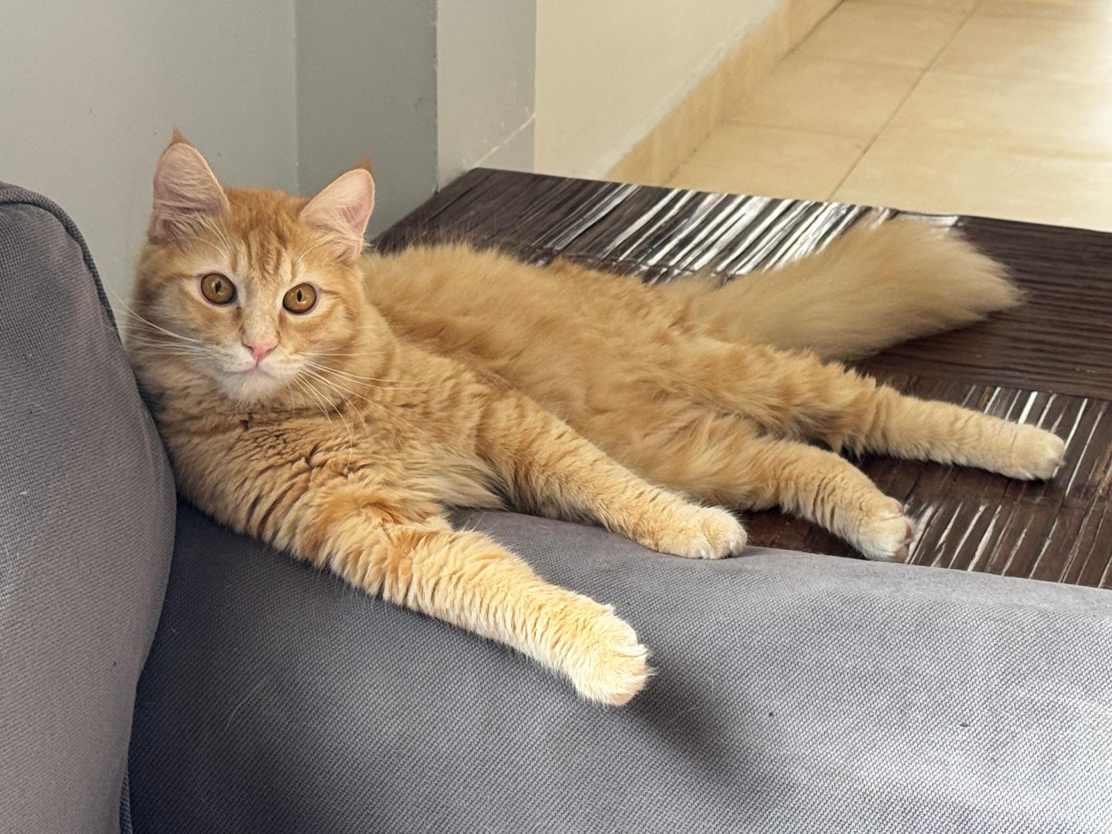 Butterscotch
