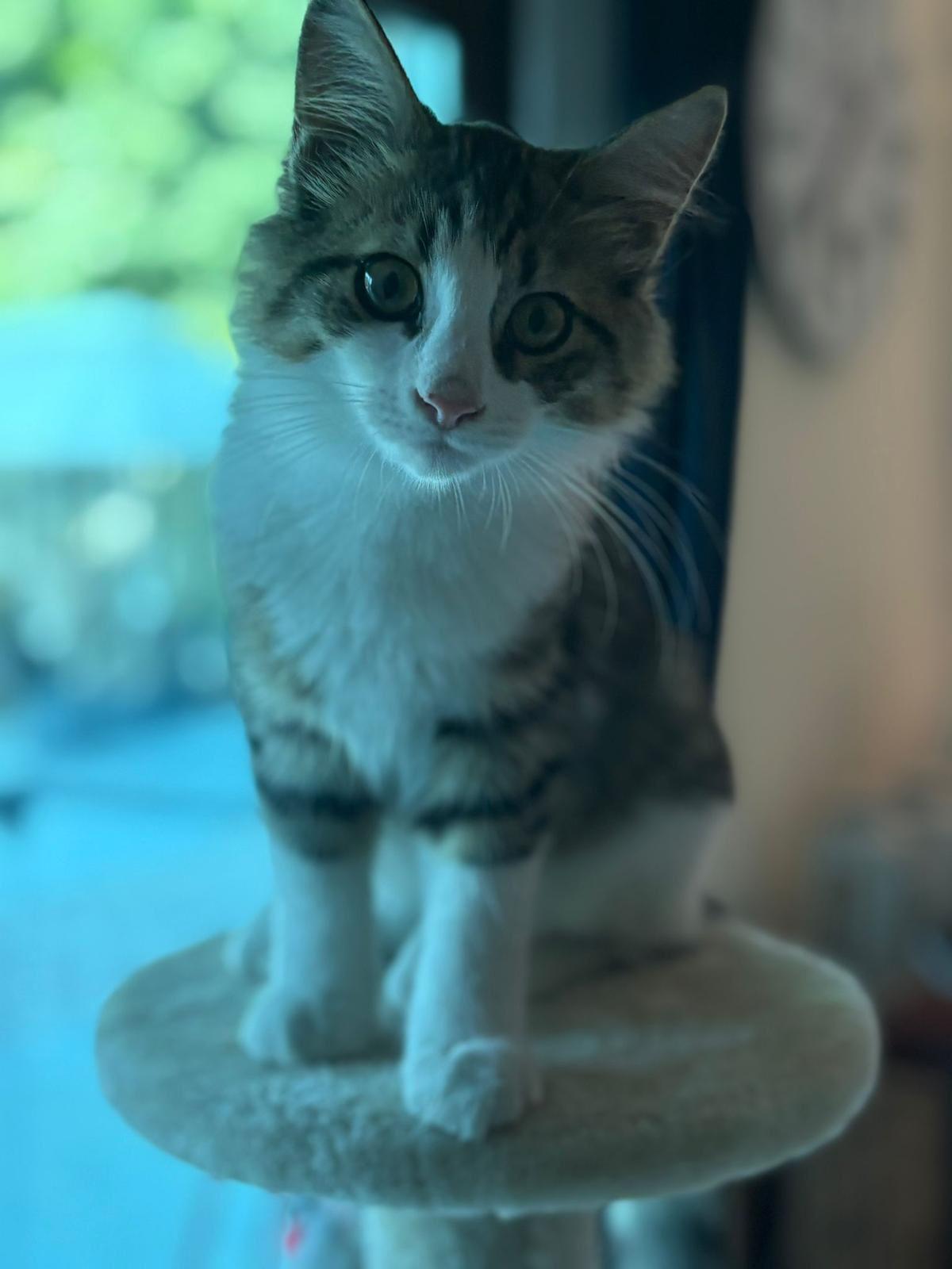 Loki