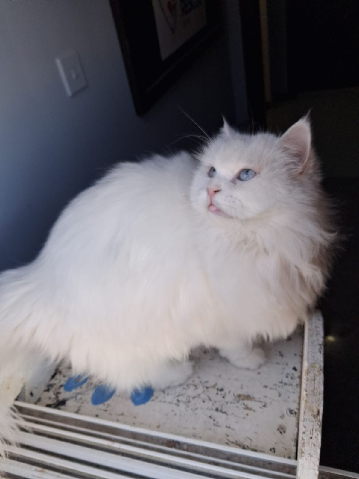 Mimi