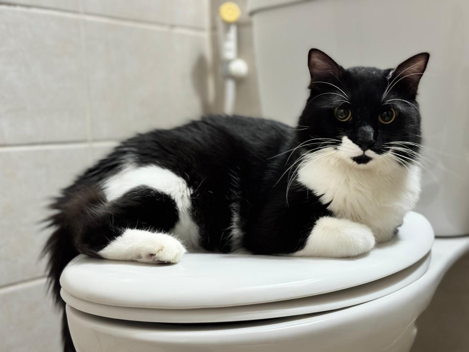 Oreo