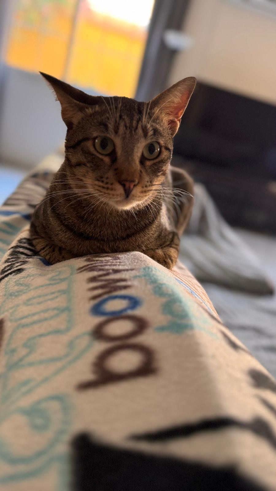 Bubba
