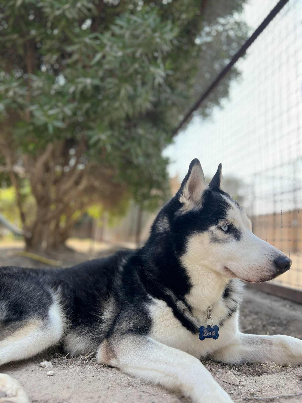 Zeus