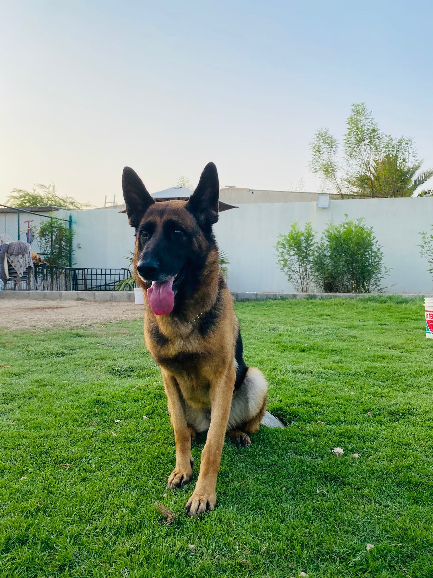 Nala