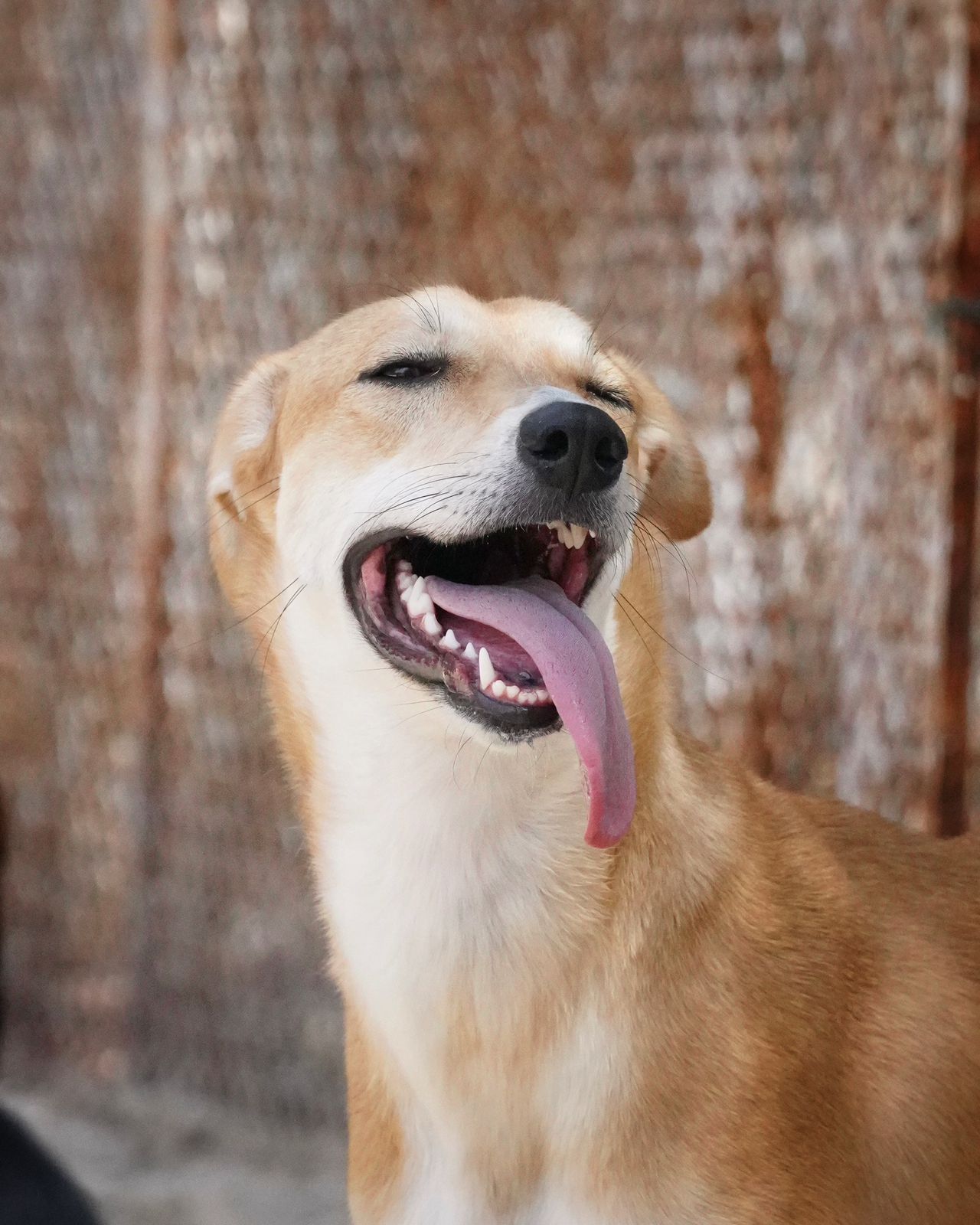 Runa