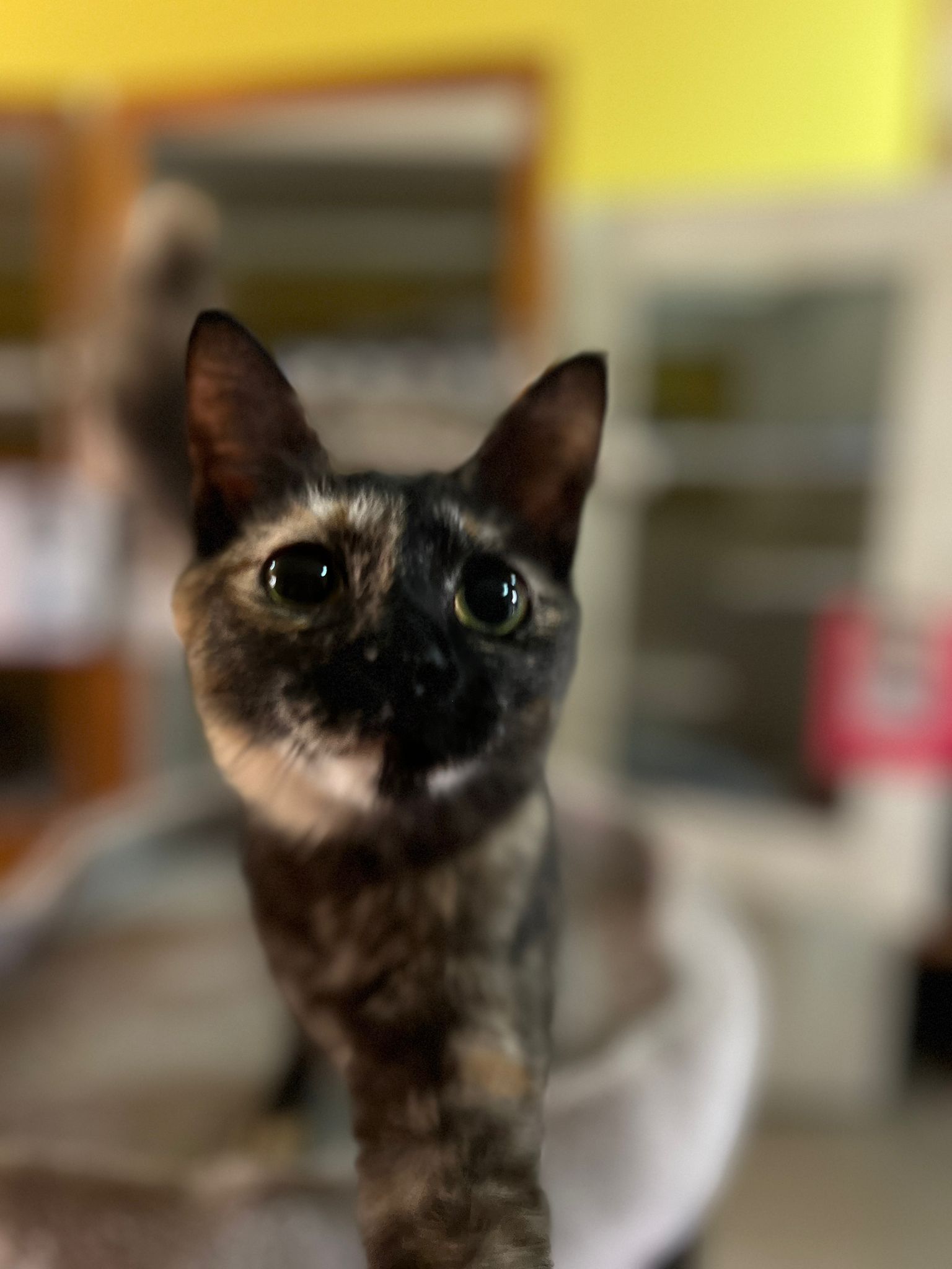 Dora