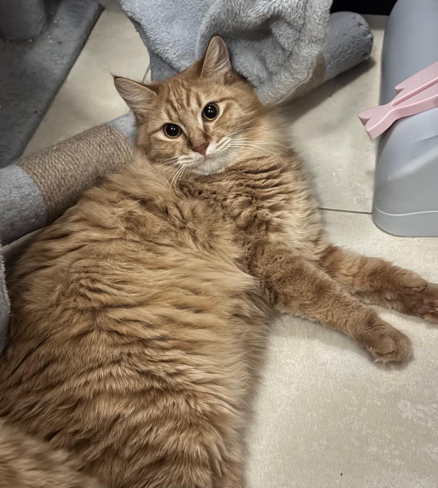 Toffee