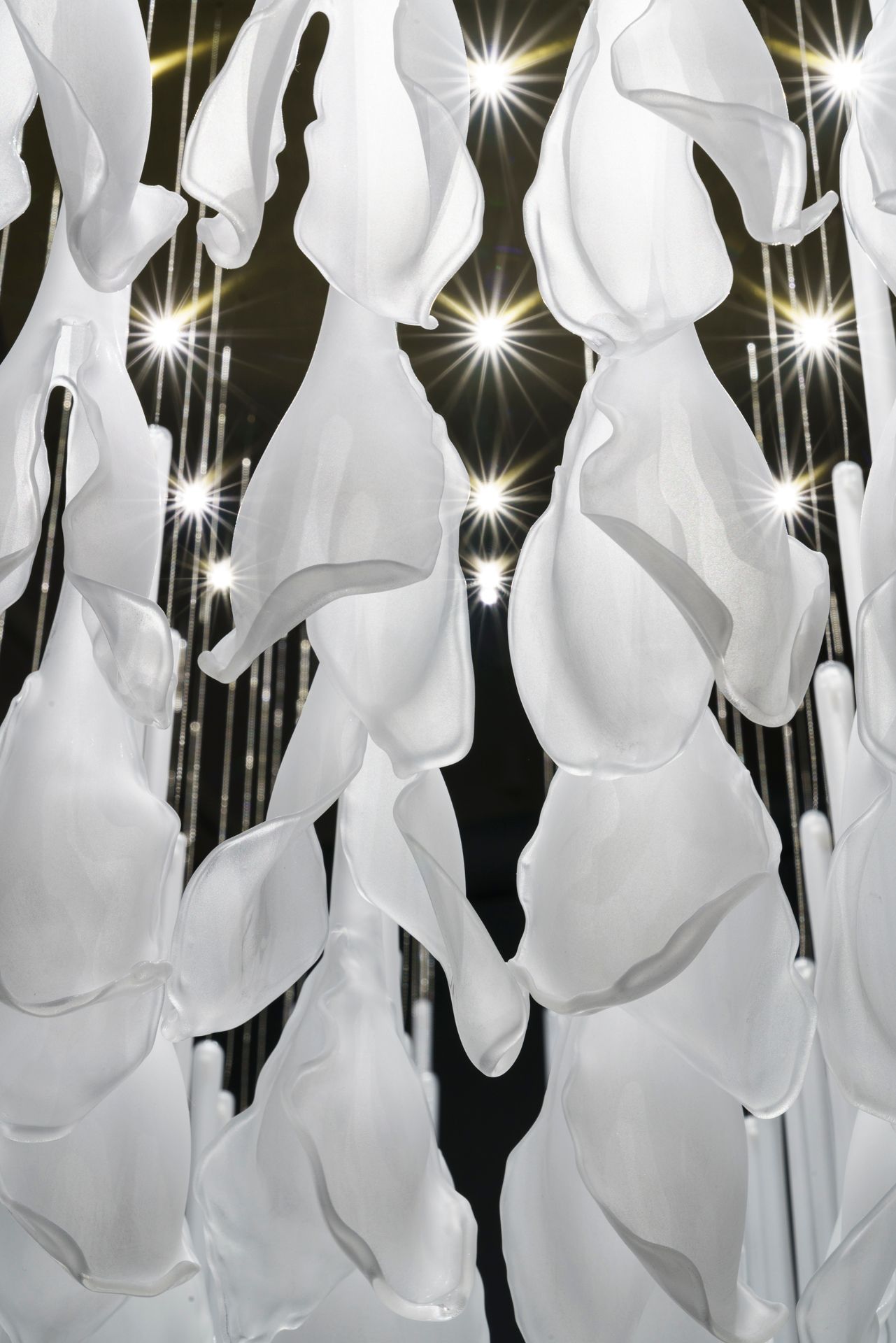 Sharon Marston - Lupine Light