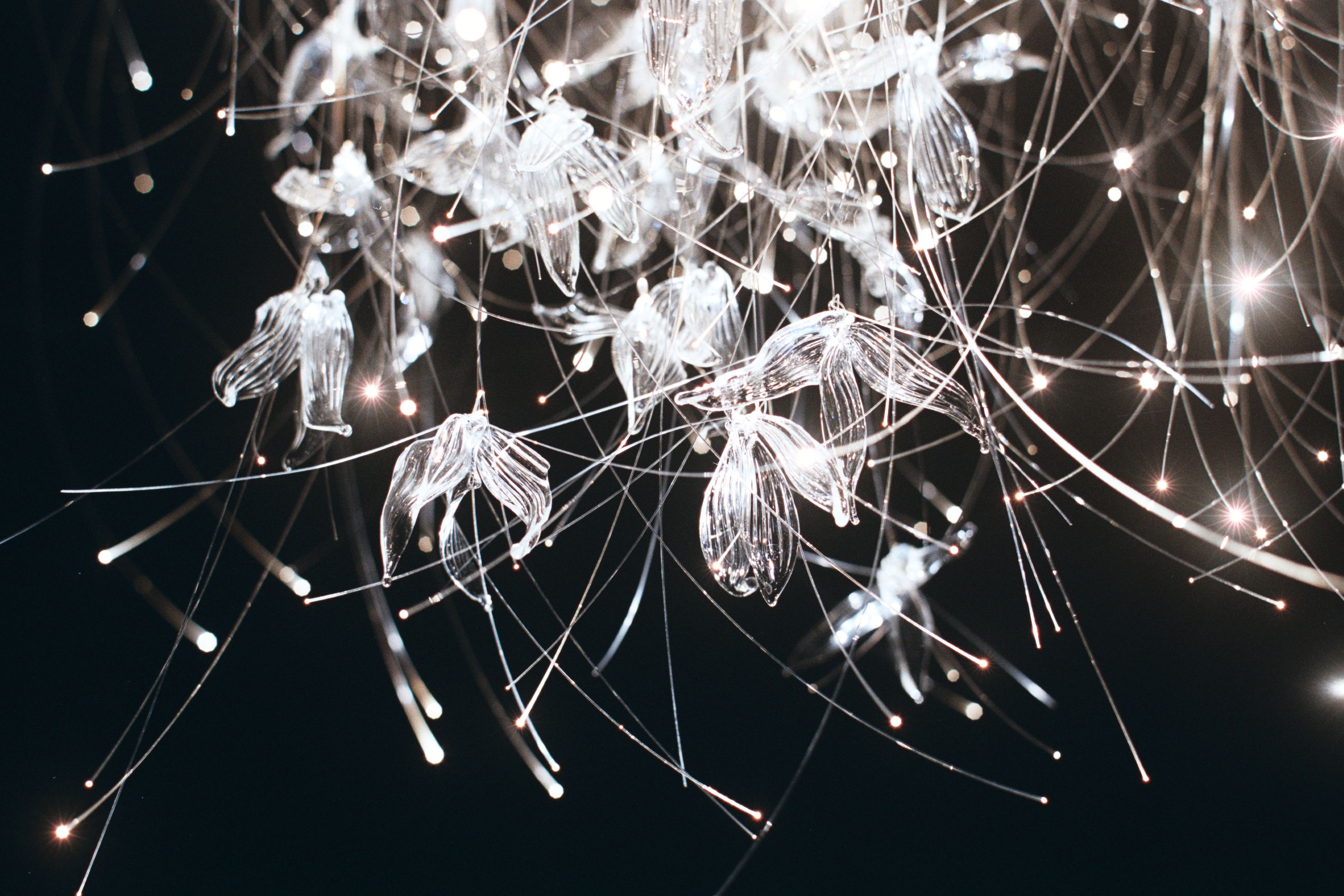 Sharon Marston – Laelia Light