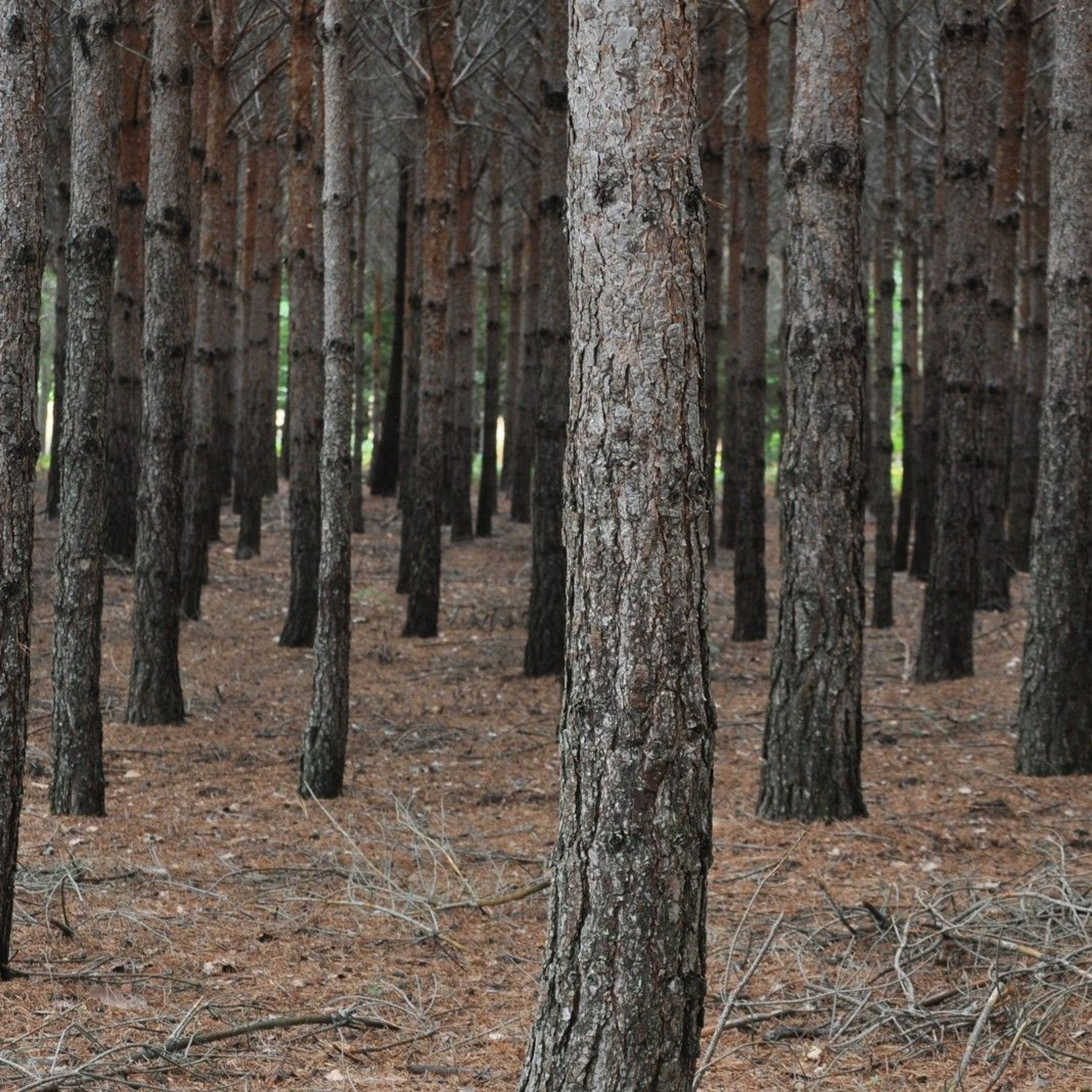 Bosque de troncos rectos sobre un suelo cubierto de hojas y agujas.